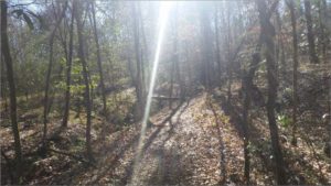 Sunbeams Shining down on the Trail - Mary Ann Brown Preserve