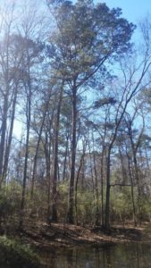 Tall Tree by the Pond at Mary Ann Brown Preserve
